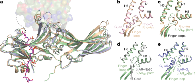 Molecular Basis Of B Arrestin Coupling To Formoterol Bound B 1 Adrenoceptor Nature Molecular Basis Of B Arrestin Coupling To Formoterol Bound B 1 Adrenoceptor Nature