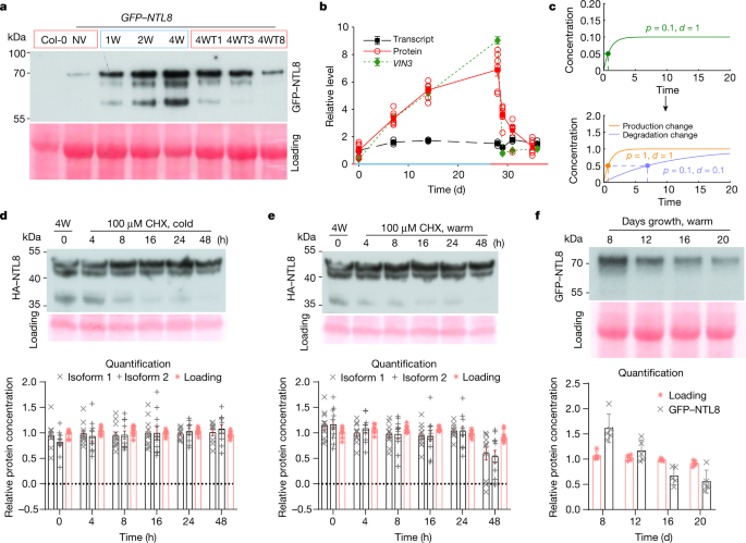 Temperature Dependent Growth Contributes To Long Term Cold Sensing Nature