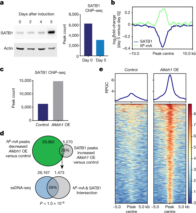 N 6 Methyladenine In Dna Antagonizes Satb1 In Early Development Nature