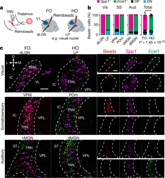 Distinct subnetworks of the thalamic reticular nucleus