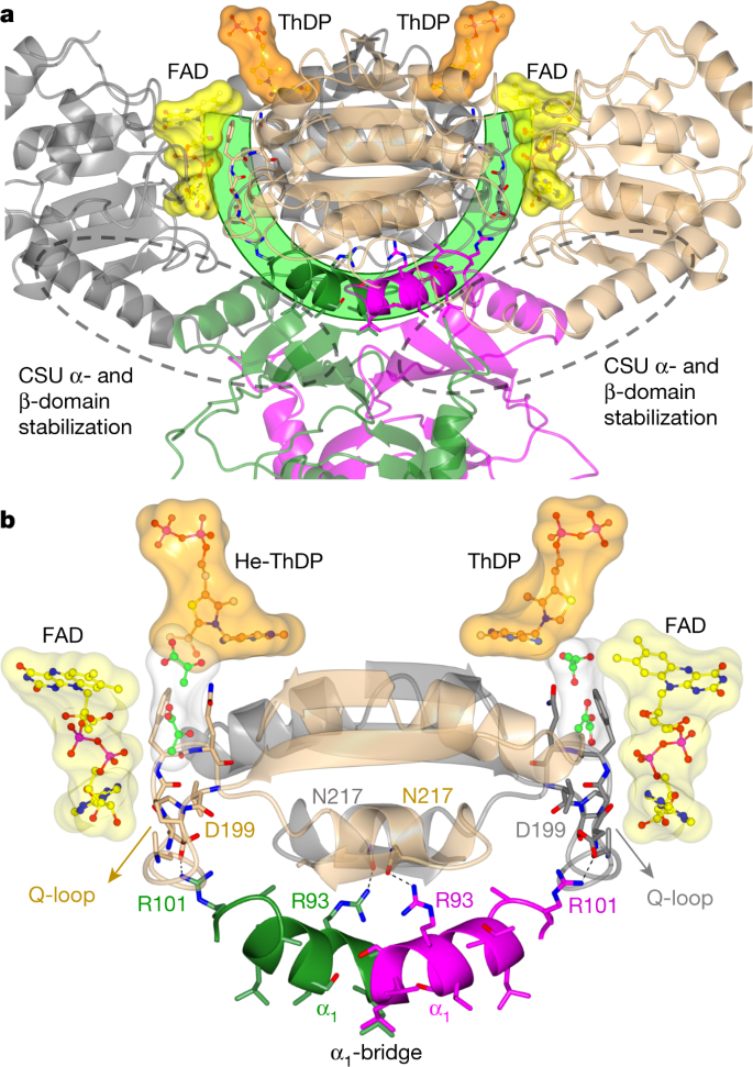 Structures Of Fungal And Plant Acetohydroxyacid Synthases Nature