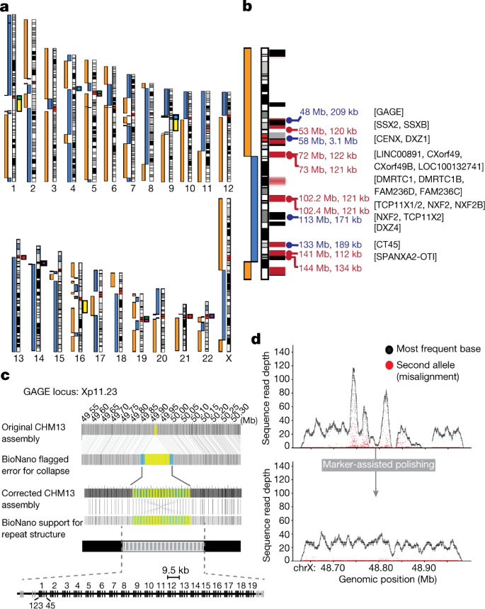 Republic Ringback page Telomere-to-telomere assembly of a complete human X chromosome | Nature