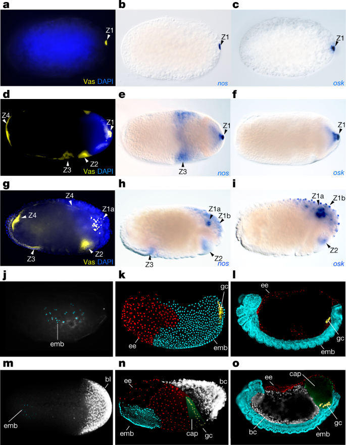 Origin And Elaboration Of A Major Evolutionary Transition In Individuality Nature