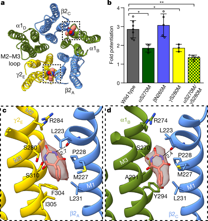 Shared structural mechanisms of general anaesthetics and benzodiazepines |  Nature