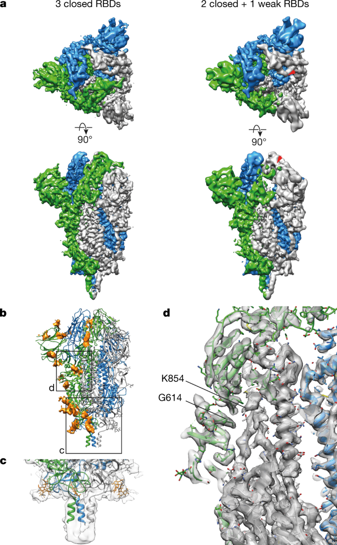 Structures And Distributions Of Sars Cov 2 Spike Proteins On Intact Virions Nature