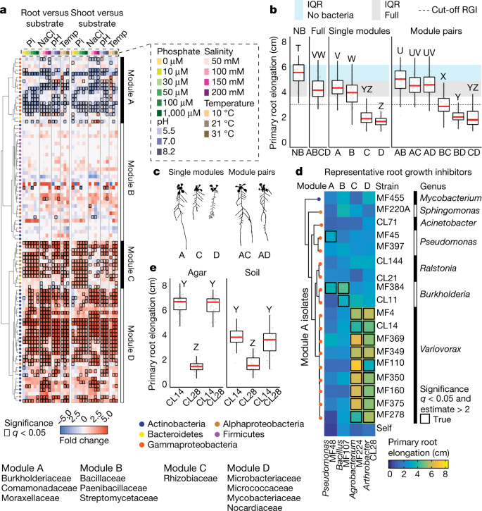 A Single Bacterial Genus Maintains Root Growth In A Complex Microbiome Nature