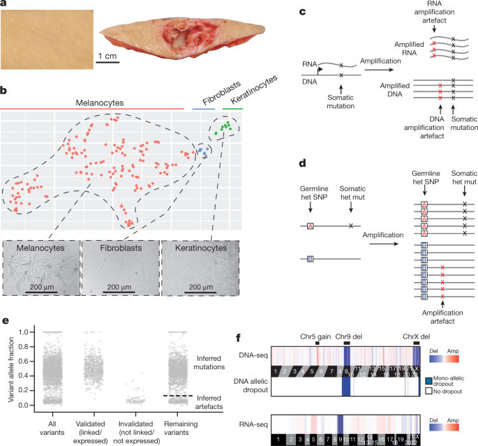 the genomic landscapes of individual melanocytes from human skin nature