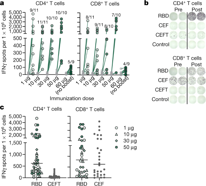 Covid 19 Vaccine Bnt162b1 Elicits Human Antibody And T H 1 T Cell Responses Nature