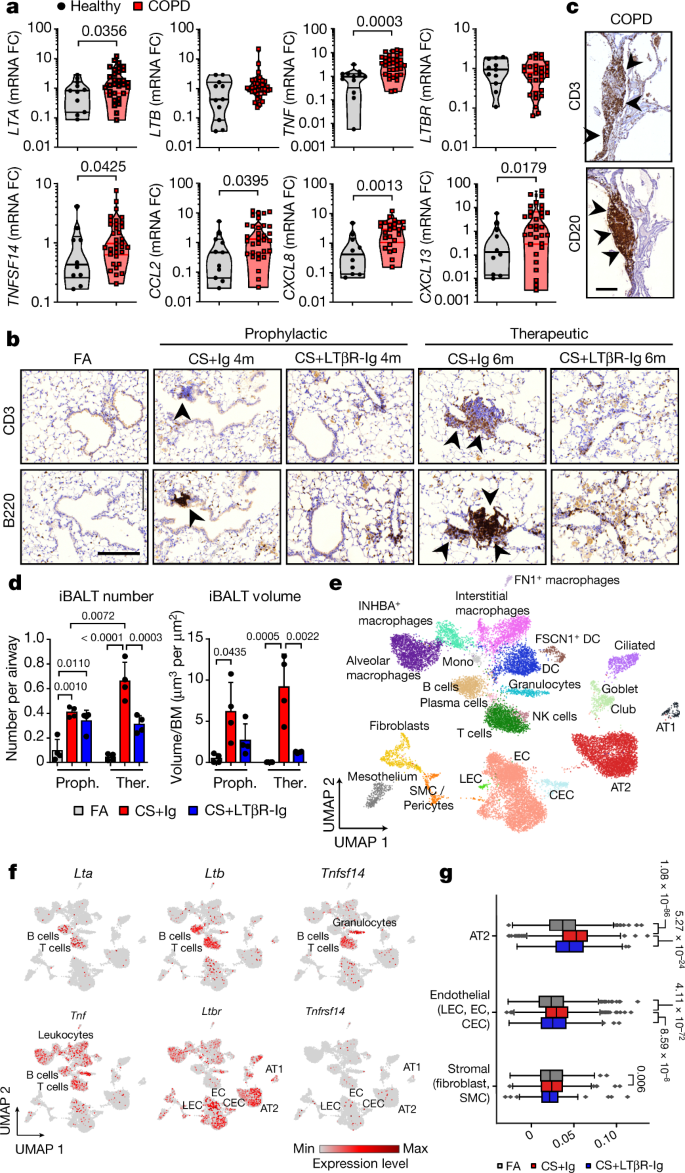 Inhibition Of Ltbr Signalling Activates Wnt Induced Regeneration In Lung Nature