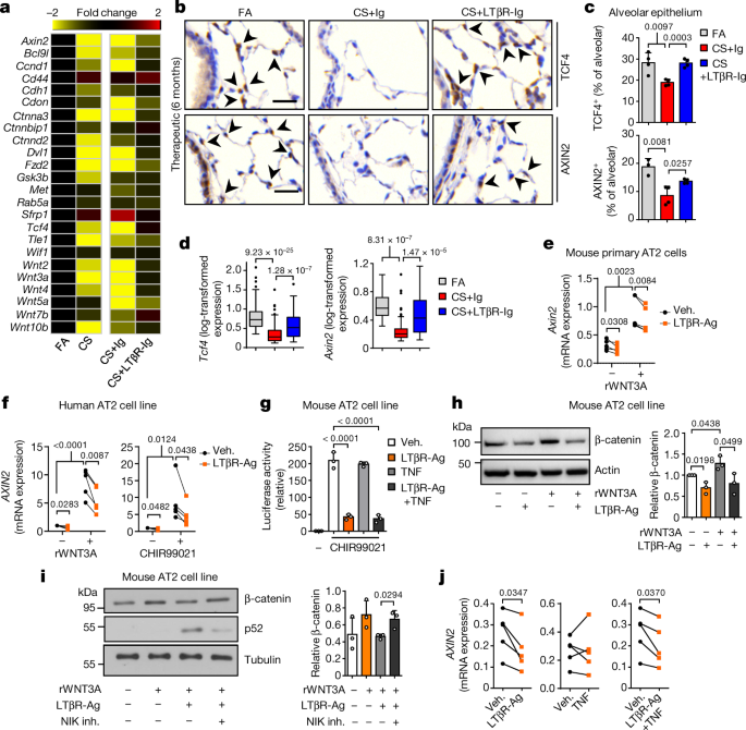 Inhibition Of Ltbr Signalling Activates Wnt Induced Regeneration In Lung Nature