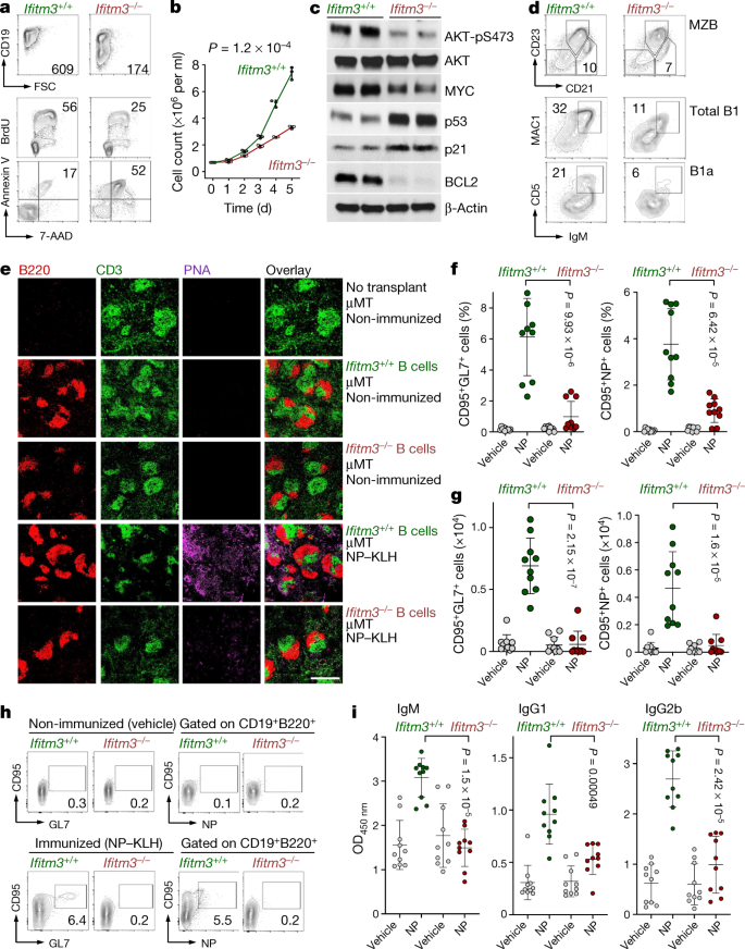 Ifitm3 Functions As A Pip3 Scaffold To Amplify Pi3k Signalling In B Cells Nature