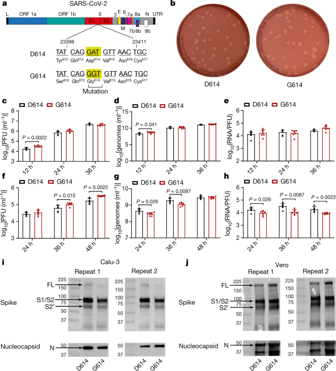 Spike Mutation D614g Alters Sars Cov 2 Fitness Nature