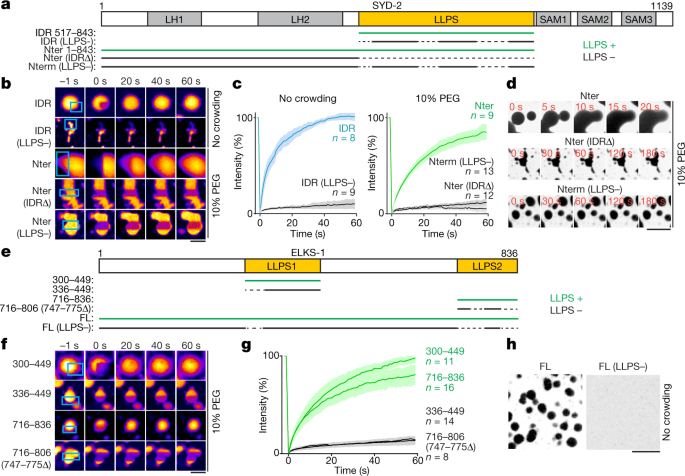 Assembly Of Synaptic Active Zones Requires Phase Separation Of Scaffold Molecules Nature