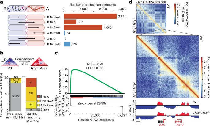 Histone H1 Loss Drives Lymphoma By Disrupting 3d Chromatin Architecture Nature