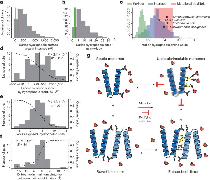 A Hydrophobic Ratchet Entrenches Molecular Complexes Nature
