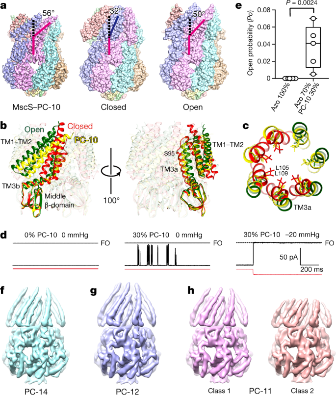 Visualization Of The Mechanosensitive Ion Channel Mscs Under Membrane Tension Nature