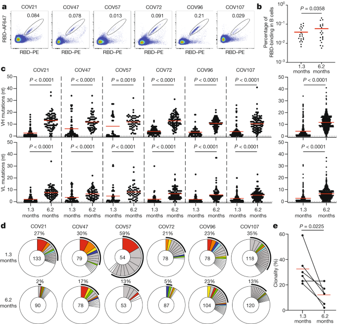 Evolution Of Antibody Immunity To Sars Cov 2 Nature