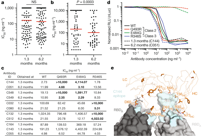 Evolution of antibody immunity to SARS-CoV-2 | Nature