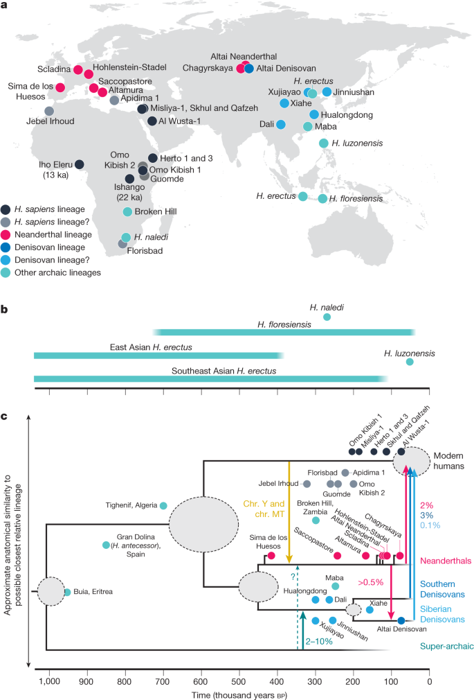 Origins Of Modern Human Ancestry Nature Origins Of Modern Human Ancestry Nature