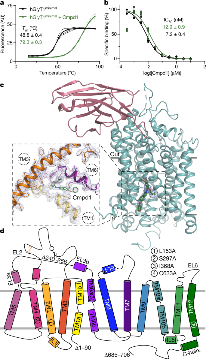 Structural Insights Into The Inhibition Of Glycine Reuptake Nature