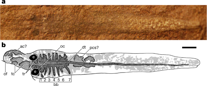 Non-ammocoete larvae of Palaeozoic stem lampreys