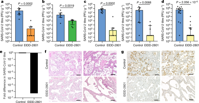 Sars Cov 2 Infection Is Effectively Treated And Prevented By Eidd 2801 Nature