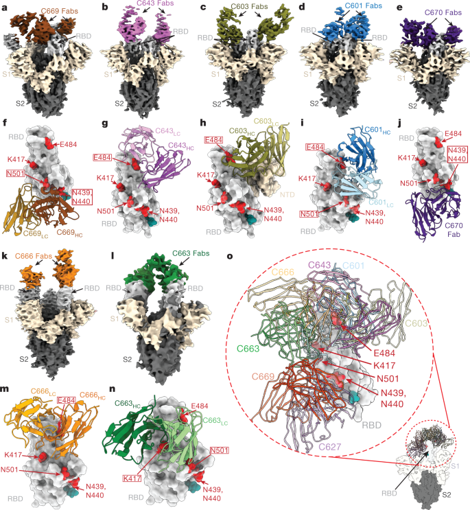 Mrna Vaccine Elicited Antibodies To Sars Cov 2 And Circulating Variants Nature