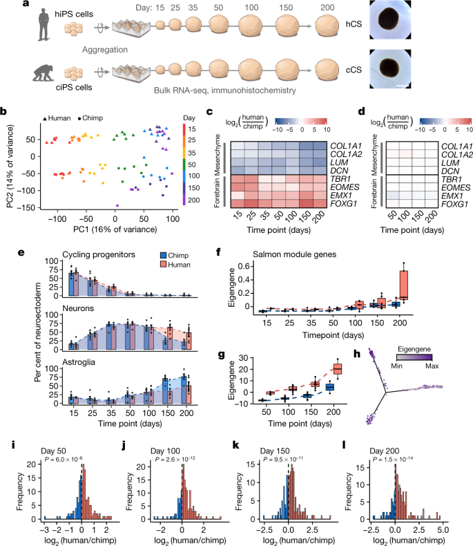 Primate Cell Fusion Disentangles Gene Regulatory Divergence In Neurodevelopment Nature