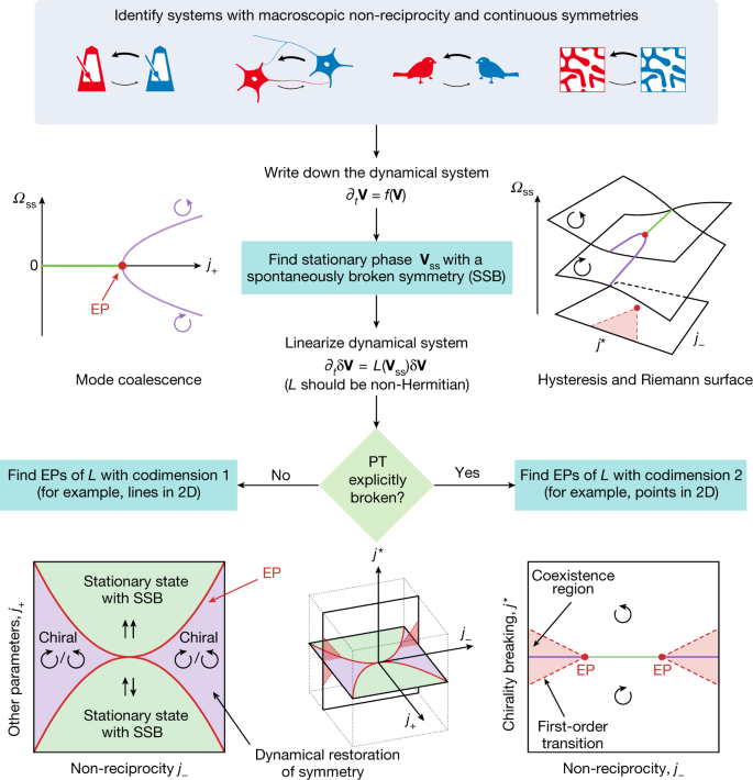 Non Reciprocal Phase Transitions Nature