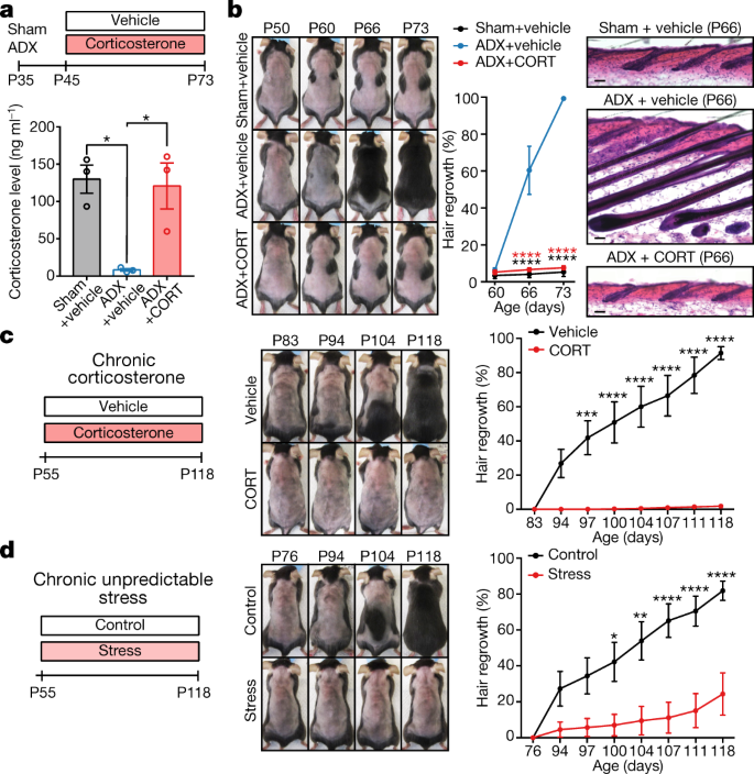 Corticosterone inhibits GAS6 to govern hair follicle stem-cell quiescence |  Nature