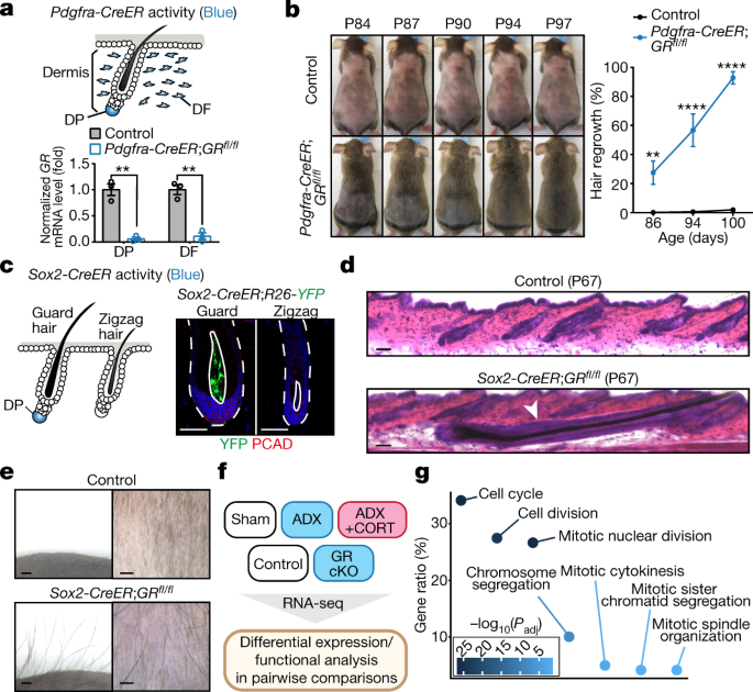 Corticosterone inhibits GAS6 to govern hair follicle stem-cell quiescence | Nature Corticosterone inhibits GAS6 to govern hair follicle stem-cell quiescence | Nature