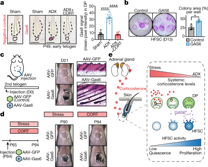 Corticosterone inhibits GAS6 to govern hair follicle stem-cell quiescence | Nature Corticosterone inhibits GAS6 to govern hair follicle stem-cell quiescence | Nature