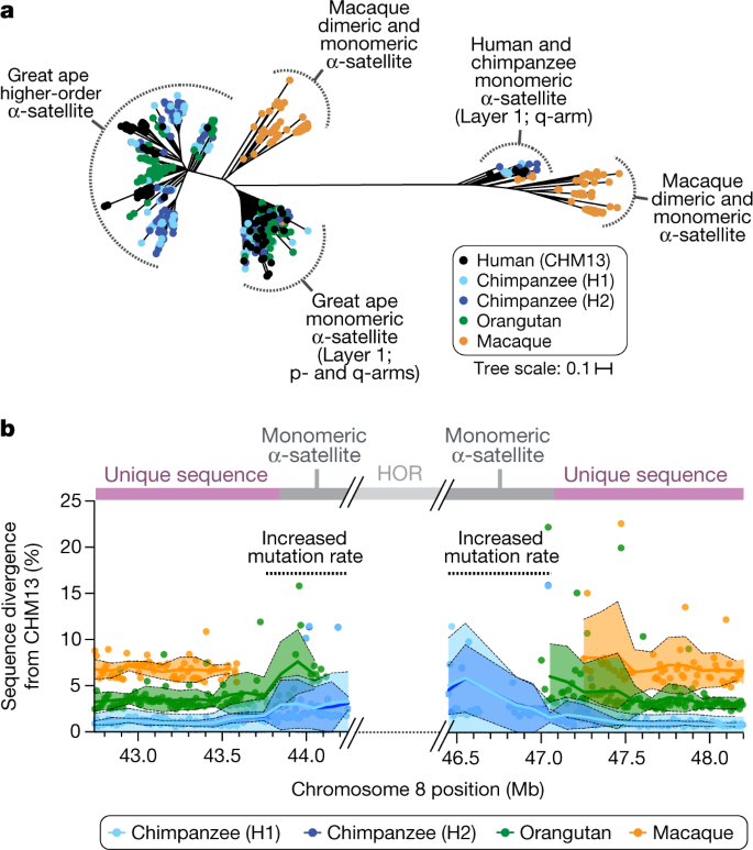 The Structure Function And Evolution Of A Complete Human Chromosome 8 Nature