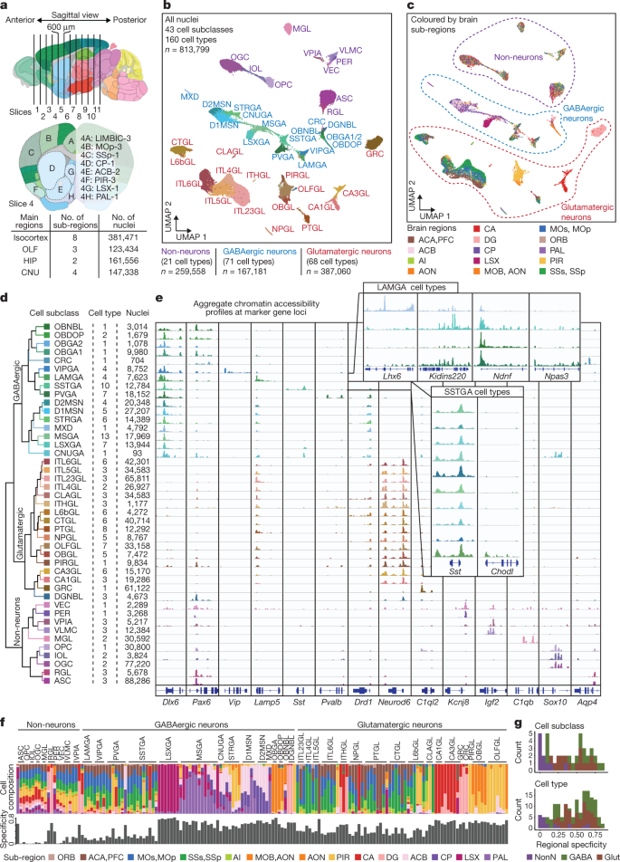 Fig. 1: Single-cell analysis of chromatin accessibility in the adult mouse cerebrum.