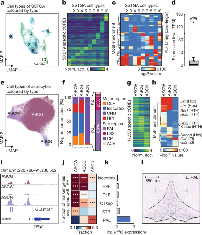 Fig. 3: Regional specificity of cell types correlates with chromatin accessibility at cCREs.