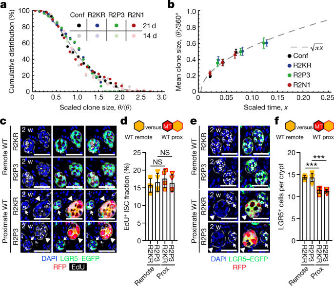Tracing oncogene-driven remodelling of the intestinal stem cell niche |  Nature