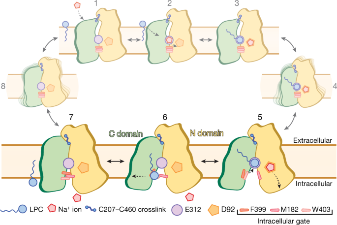 Structural basis of omega-3 fatty acid transport across the blood–brain  barrier | Nature