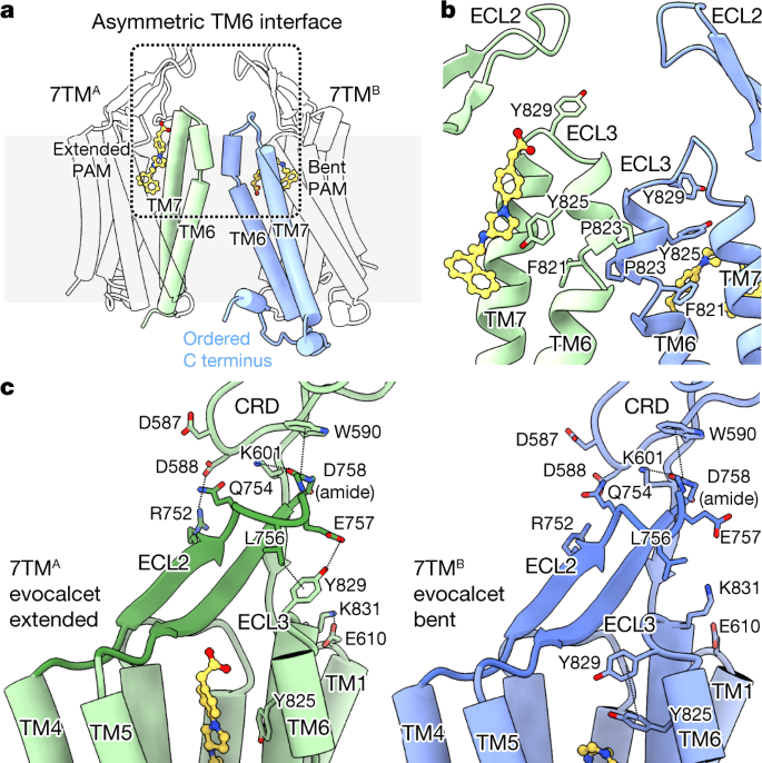 Asymmetric Activation Of The Calcium Sensing Receptor Homodimer Nature