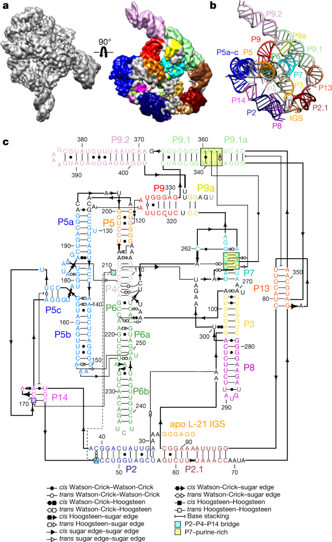 Cryo Em Structures Of Full Length Tetrahymena Ribozyme At 3 1 A Resolution Nature