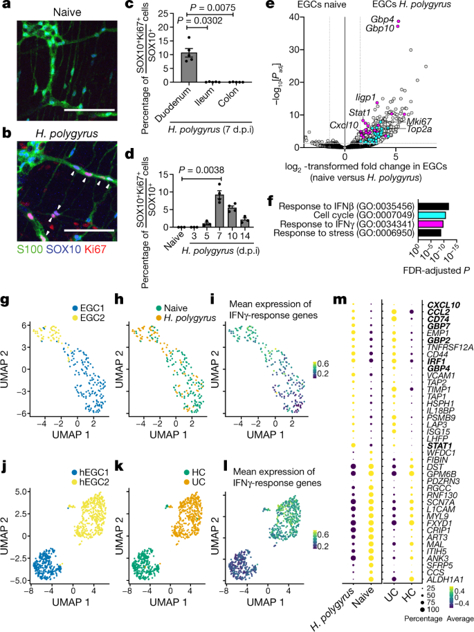 Regulation Of Intestinal Immunity And Tissue Repair By Enteric Glia Nature