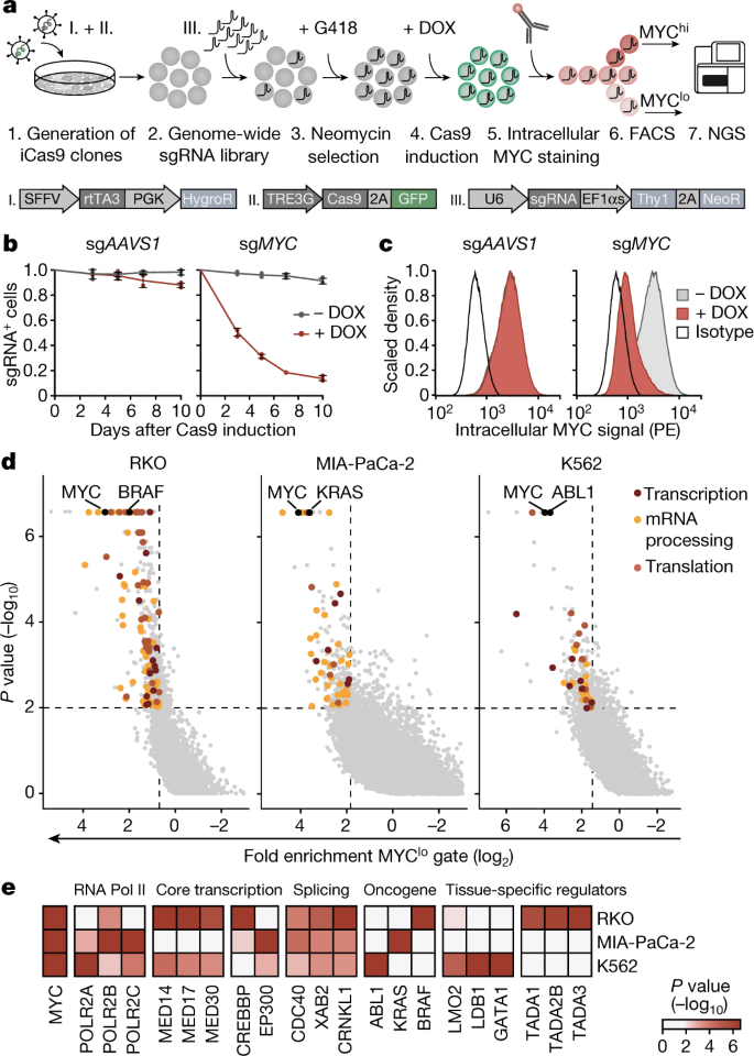 AKIRIN2 controls the nuclear import of proteasomes in vertebrates | Nature