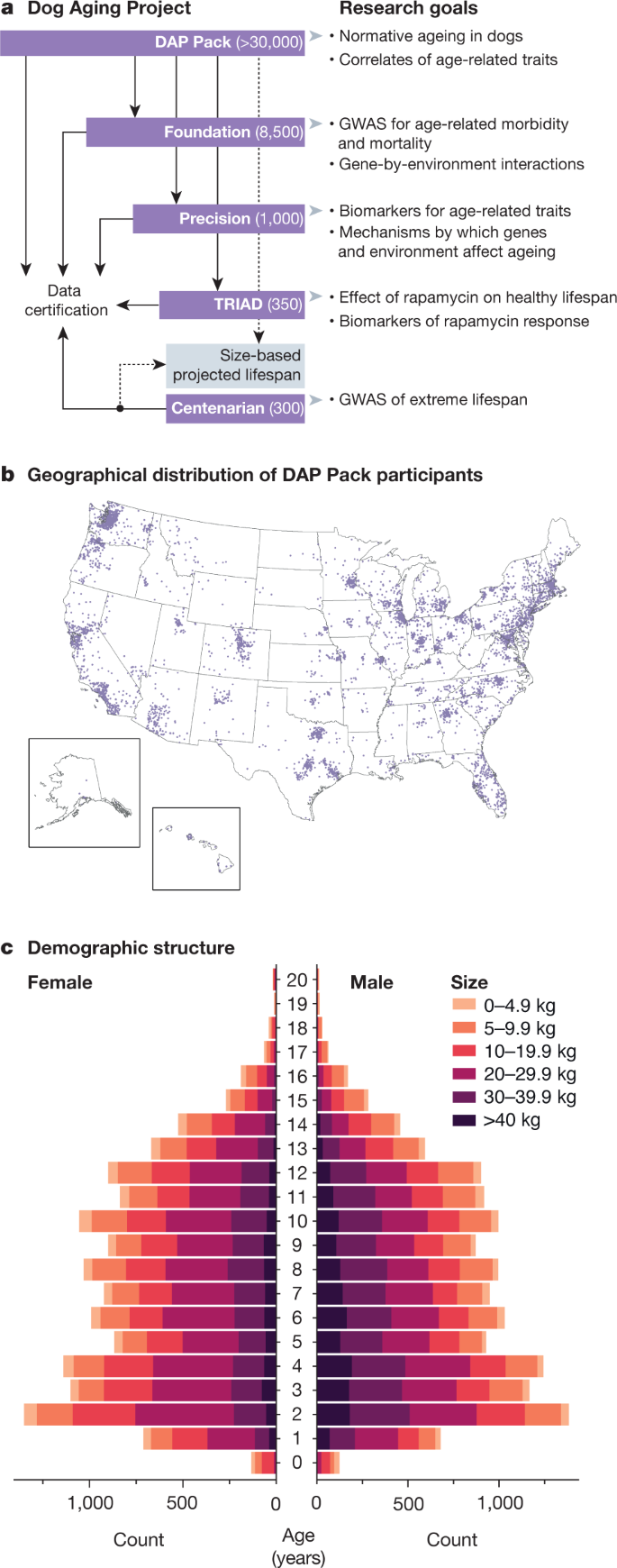 The Truth About Dog Age in Human Years: Understanding Canine Ageing and  Care