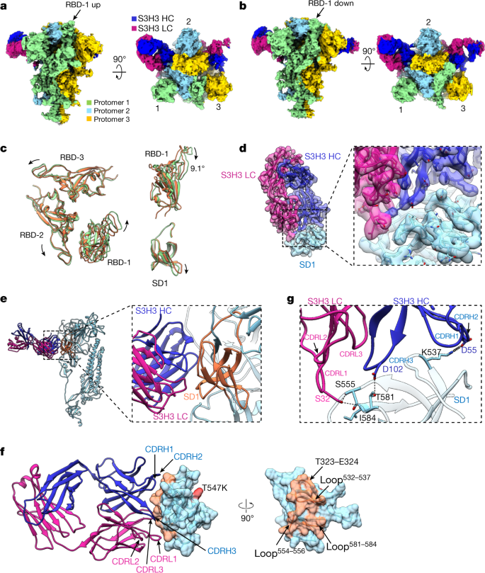 Fig. 4: Cryo-EM analyses on the Omicron S–S3H3 Fab complex.