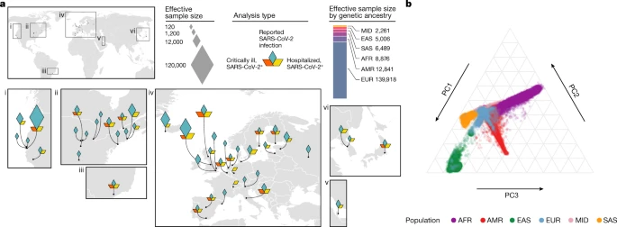 A first update on mapping the human genetic architecture of COVID-19