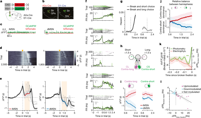 Action suppression reveals opponent parallel control via striatal circuits  | Nature