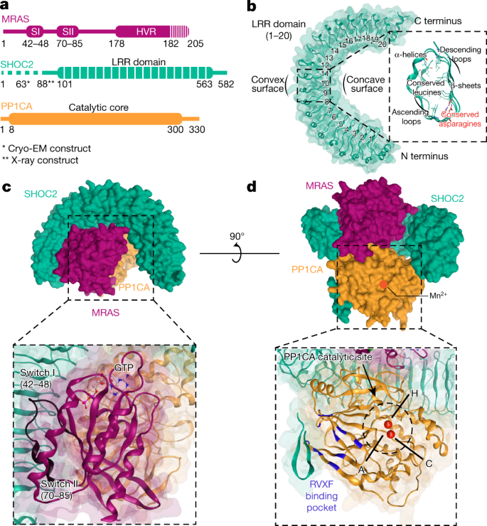 Structure–function analysis of the SHOC2–MRAS–PP1C holophosphatase complex  | Nature