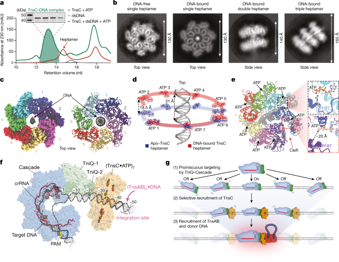 Selective TnsC recruitment enhances the fidelity of RNA-guided 