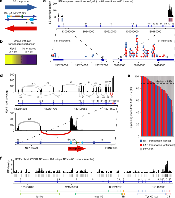 Truncated FGFR2 is a clinically actionable oncogene in multiple cancers |  Nature