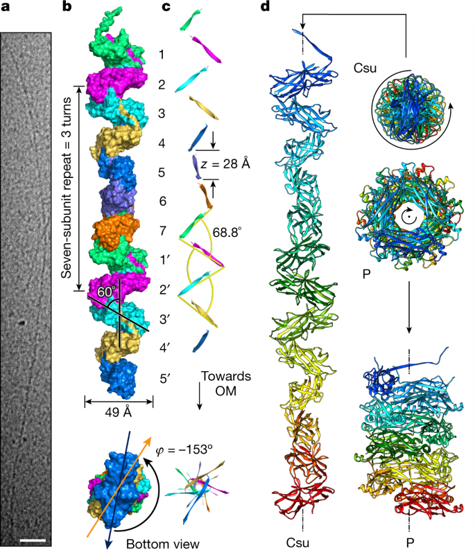 图1gydF4y2Ba