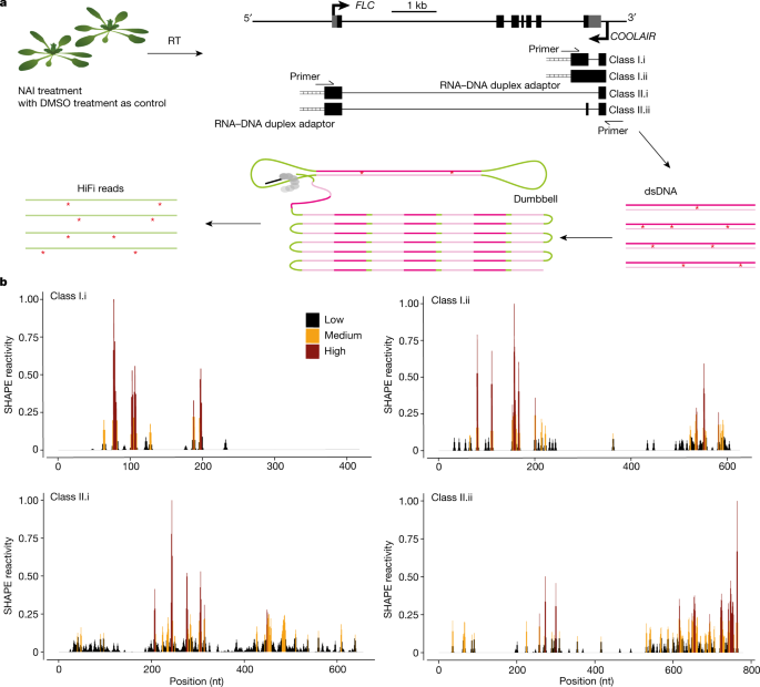 Fig. 1: smStructure-seq captures RNA secondary structure information of different transcript isoforms.